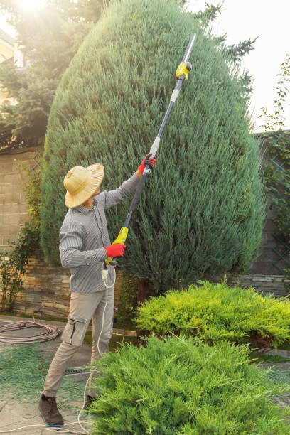 Best Stump Grinding Near Me  in Homosassa Springs, FL